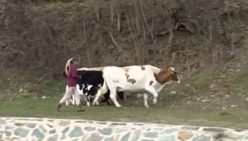 Тензии во Крива Паланка при акција за одземање на крави