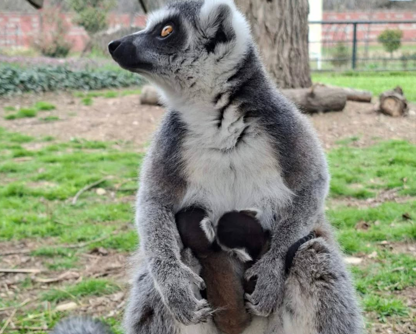 Се родија близначиња лемури во Зоолошката градина